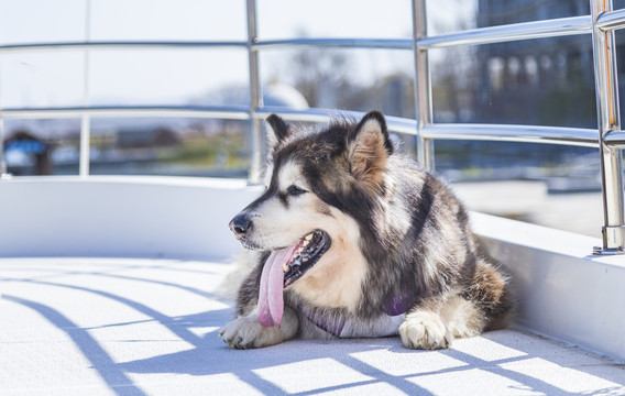 野外玩耍的阿拉斯加犬