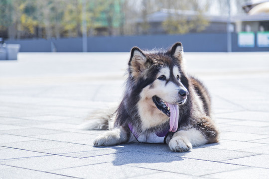 野外玩耍的阿拉斯加犬