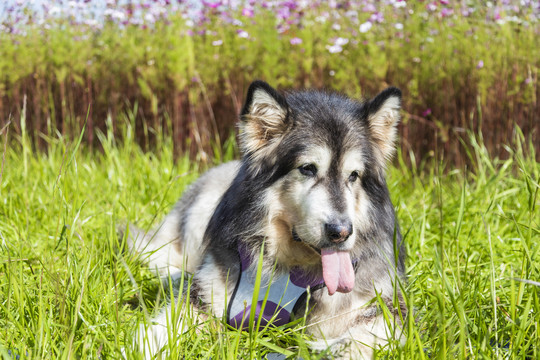 野外玩耍的阿拉斯加犬