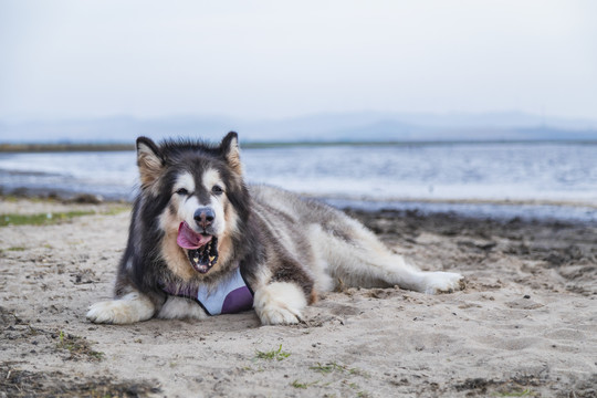 野外玩耍的阿拉斯加犬