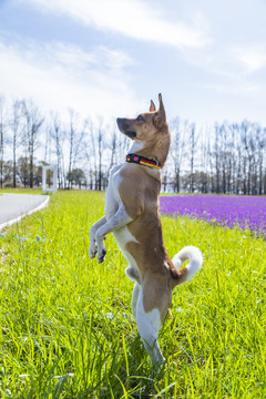 户外玩耍的宠物犬