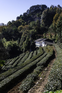 山区农户和茶园