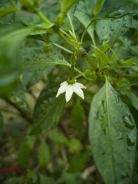 辣椒花