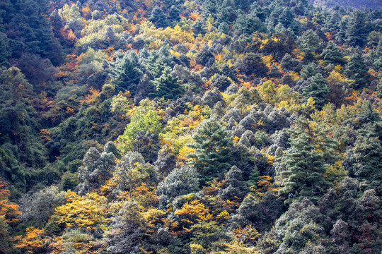 苍山秋景