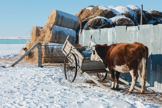 冬季牧草原黄牛