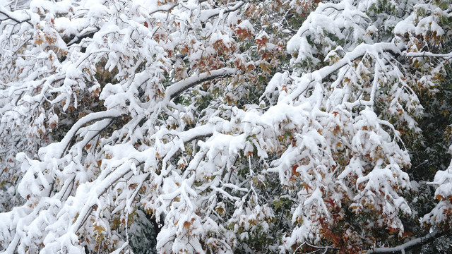 雪景