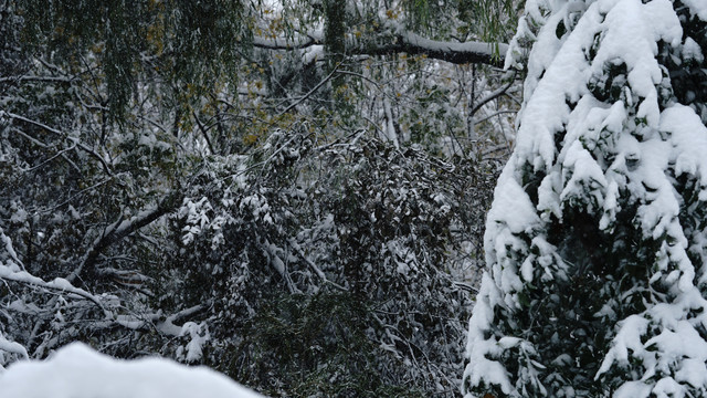 雪景