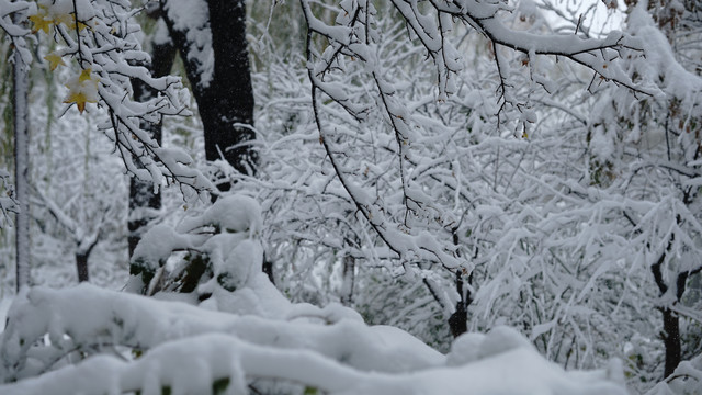 雪景