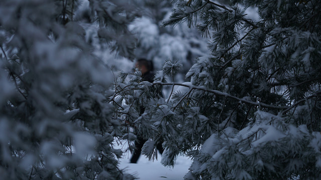 雪景