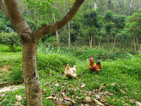 树林里的散养鸡