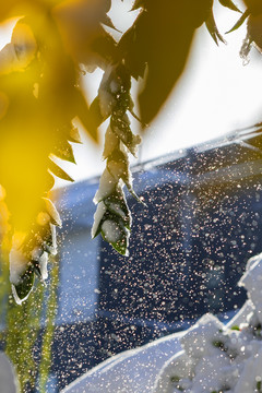 大明湖初雪后美景