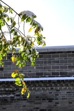 大明湖初雪后美景