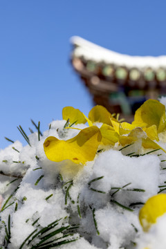 大明湖初雪后美景