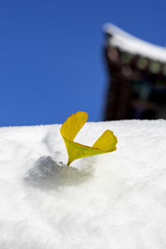 大明湖初雪后美景