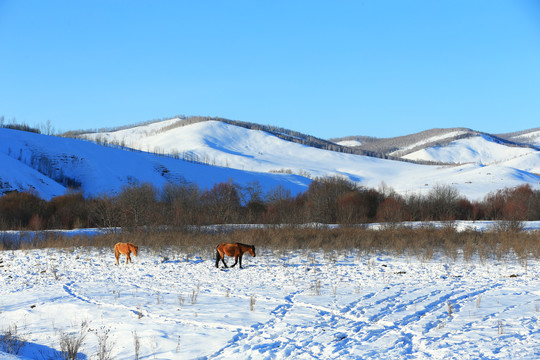 雪原牧场马群