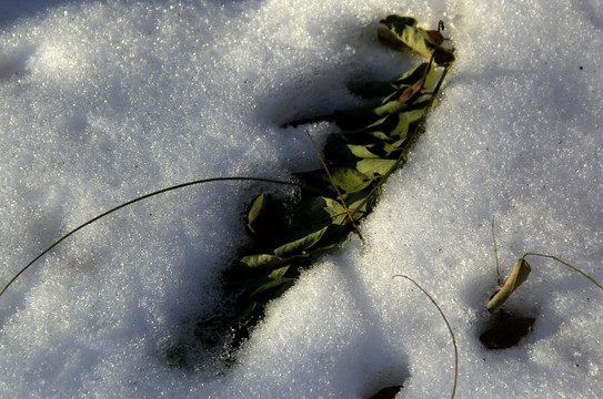 雪枝