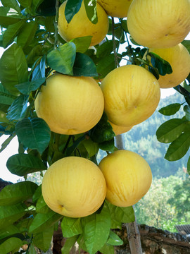 重庆巫山老品种柚子树缀满果实