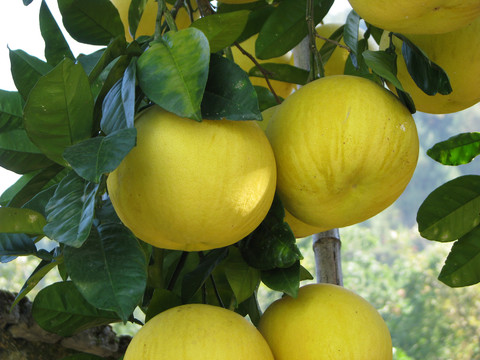 重庆巫山老品种柚子树缀满果实