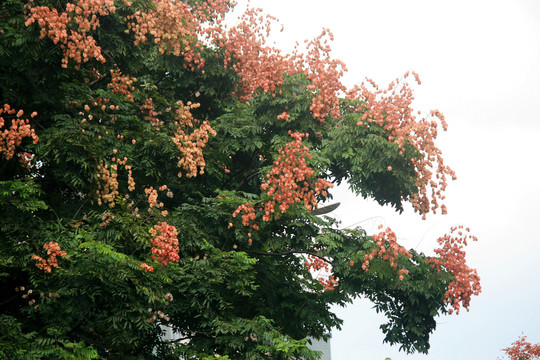 栾树开花