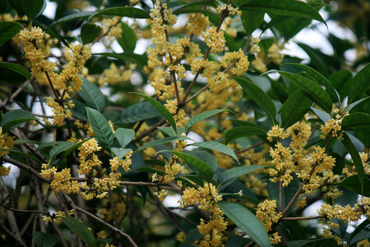 桂花枝