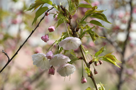 樱花