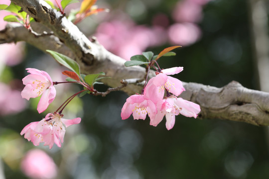 樱花