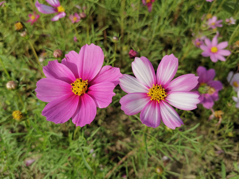 花海植物秋英花