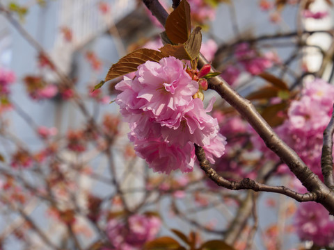 双樱花