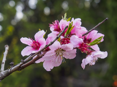 桃花特写