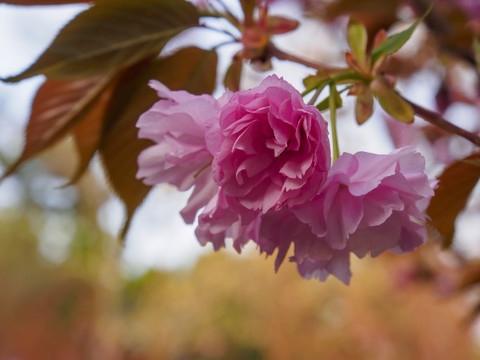 双樱花