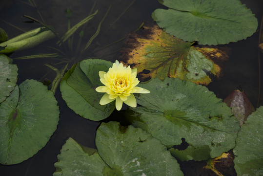 香水莲