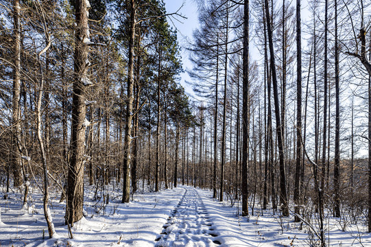 雪后的长春净月潭森林公园风景