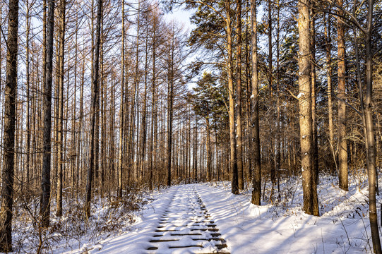 雪后的长春净月潭森林公园风景
