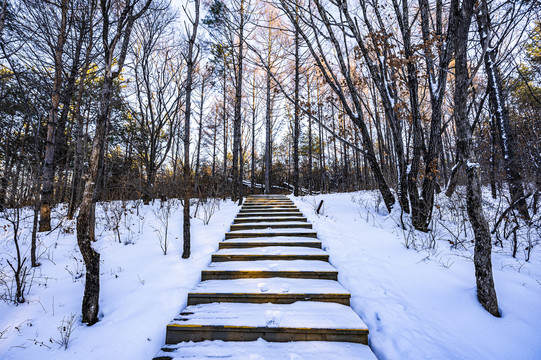 雪后的长春净月潭森林公园风景