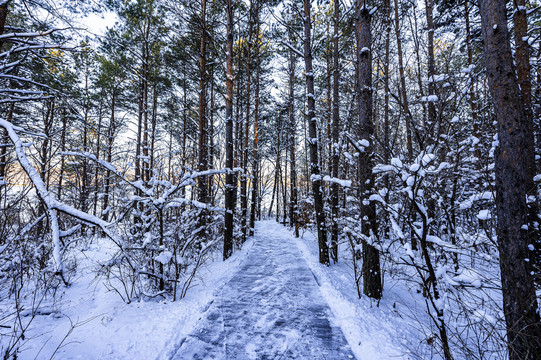 雪后的长春净月潭森林公园风景