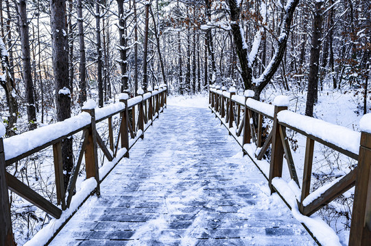 雪后的长春净月潭森林公园风景