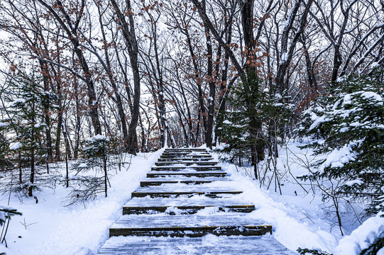 雪后的长春净月潭森林公园风景