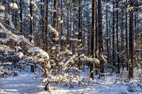 雪后的长春净月潭森林公园风景