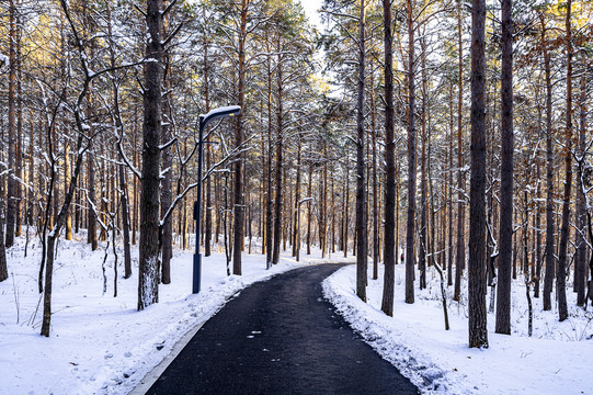 雪后的长春净月潭森林公园风景