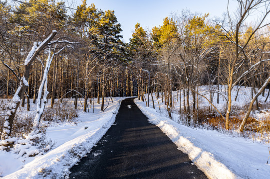 雪后的长春净月潭森林公园风景