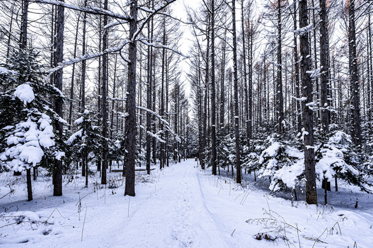 雪后的长春净月潭森林公园风景