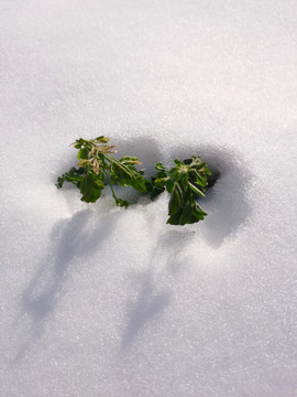 雪地植物