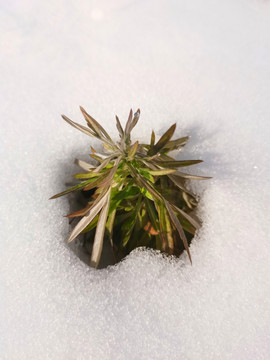 雪地花草