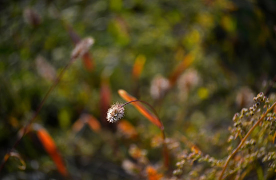 狗尾巴草