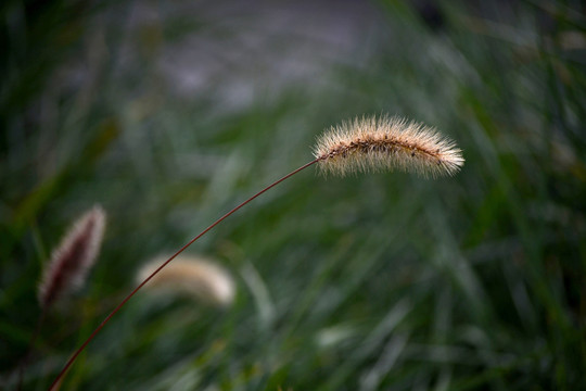 狗尾巴草