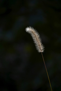 狗尾巴草