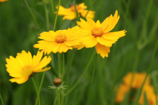 金鸡菊