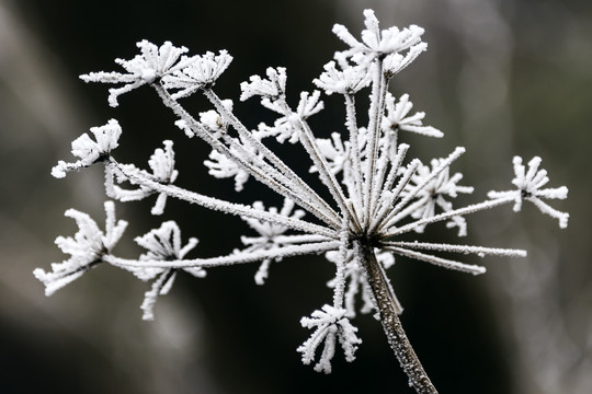 纯洁美丽的冰雪世界