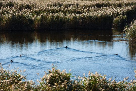 秋季芦苇荡湿地野鸭