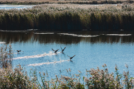 湿地秋季芦苇荡野鸭子